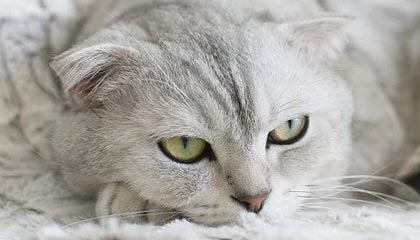 上海申花爆冷击败广州恒大，登顶积分榜